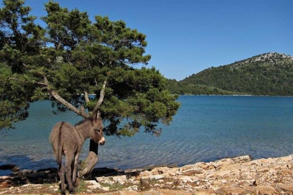 Apartment Lordanic Zaglav, Dugi Otok Bagian luar foto